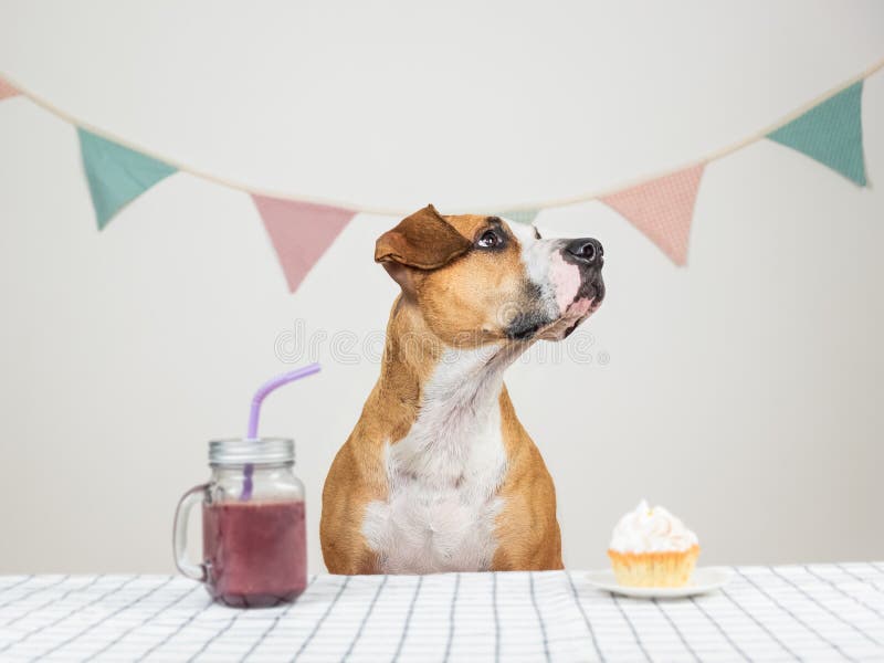 Chien Et Son Festin D Anniversaire Sous La Forme D Un Gateau De Fete Et D Une Boisson Image Stock Image Du Fond Cadeau Chien Et Son Festin D Anniversaire Sous La Forme D Un Gateau De Fete Et D Une Boisson Image Stock Image Du Fond Cadeau