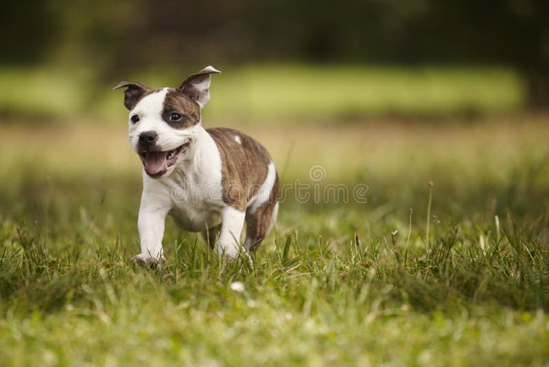 Chien fonctionnant de bull-terrier du Staffordshire en parc photographie stock libre de droits Chien fonctionnant de bull-terrier du Staffordshire en parc photographie stock libre de droits