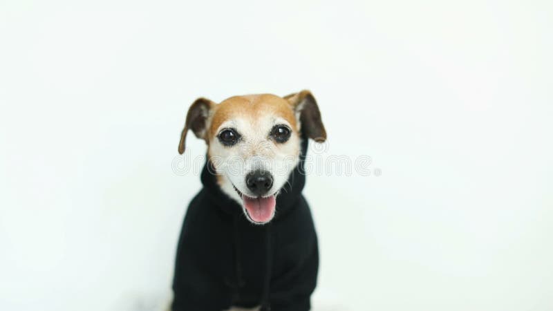 Chien heureux dans le pullover noir regardant à la came Fond blanc Enregistrement vidéo banque de vidéos