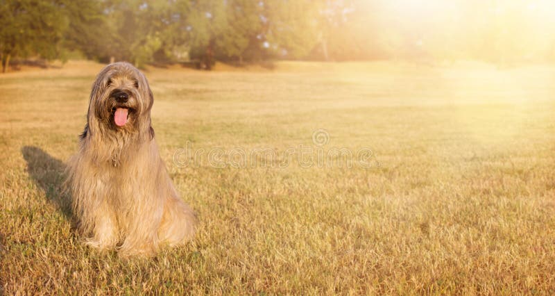 CHIEN HEUREUX DE BANNIÈRE DE WEBSIDE SÉANCE CATALANNE VELUE DU PORTRAIT SHEPHERED SUR L'HERBE DANS LA CHALEUR D'ÉTÉ AVEC LA SORTI photos stock CHIEN HEUREUX DE BANNIÈRE DE WEBSIDE SÉANCE CATALANNE VELUE DU PORTRAIT SHEPHERED SUR L'HERBE DANS LA CHALEUR D'ÉTÉ AVEC LA SORTI photos stock