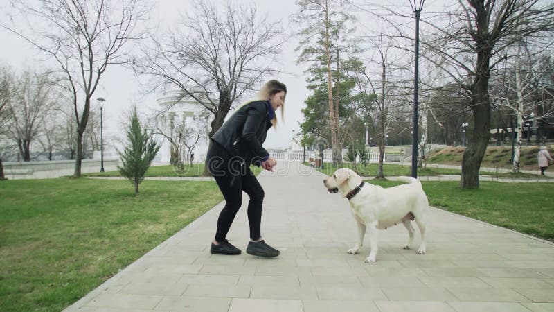 Chien heureux du Labrador de chien d'arrêt avec la femme de jouer dans le parc dehors