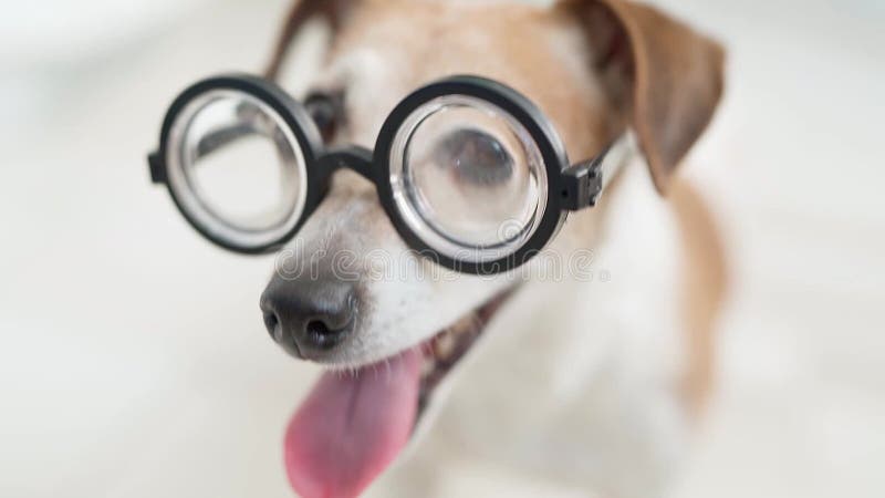 Chien heureux en verres. Fin drôle vers le haut du portrait clips vidéos