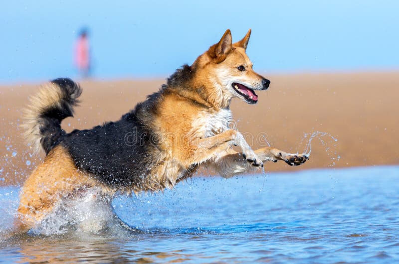 Chien heureux sur la plage images stock Chien heureux sur la plage images stock