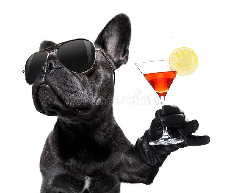 Cool drunk french bulldog  dog cheering a toast with martini cocktail drink , looking up to owner ,   isolated on white background. Cool drunk french bulldog  dog cheering a toast with martini cocktail drink , looking up to owner ,   isolated on white background