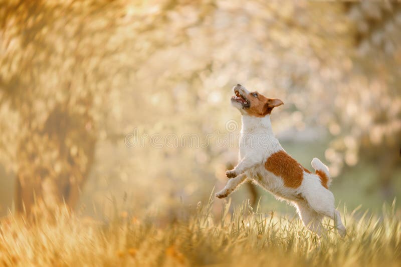 Chien Jack Russell Terrier sautant dans l'herbe image libre de droits Chien Jack Russell Terrier sautant dans l'herbe image libre de droits