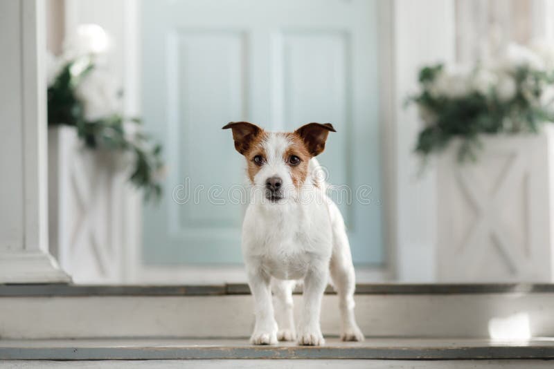 Chien Jack Russell Terrier sur le porche photo stock Chien Jack Russell Terrier sur le porche photo stock