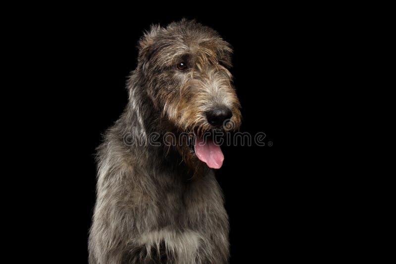 Chien Loup Irlandais Sur Le Fond Noir Photo Stock Image Du