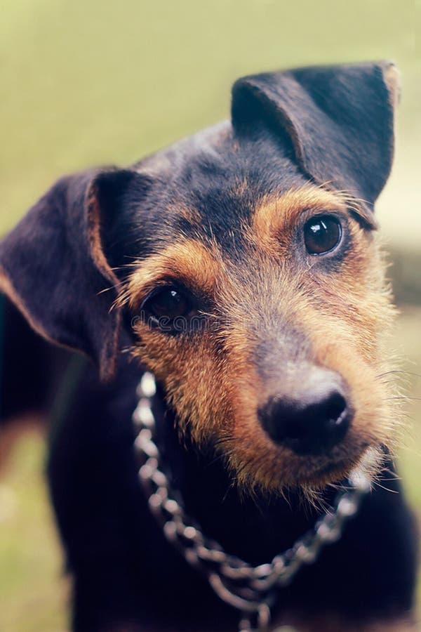 Chien mignon Chien mignon