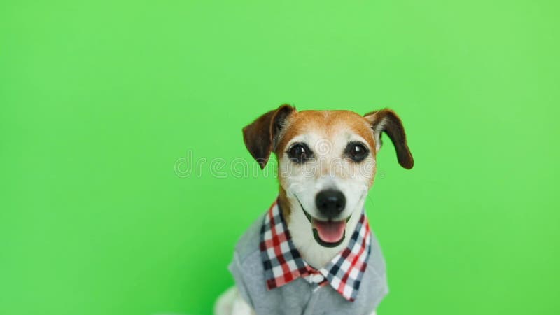 Chien mignon adorable dans des vêtements regardant à la came souriant et après avoir laissé le cadre Fond vert de clé de chroma v banque de vidéos