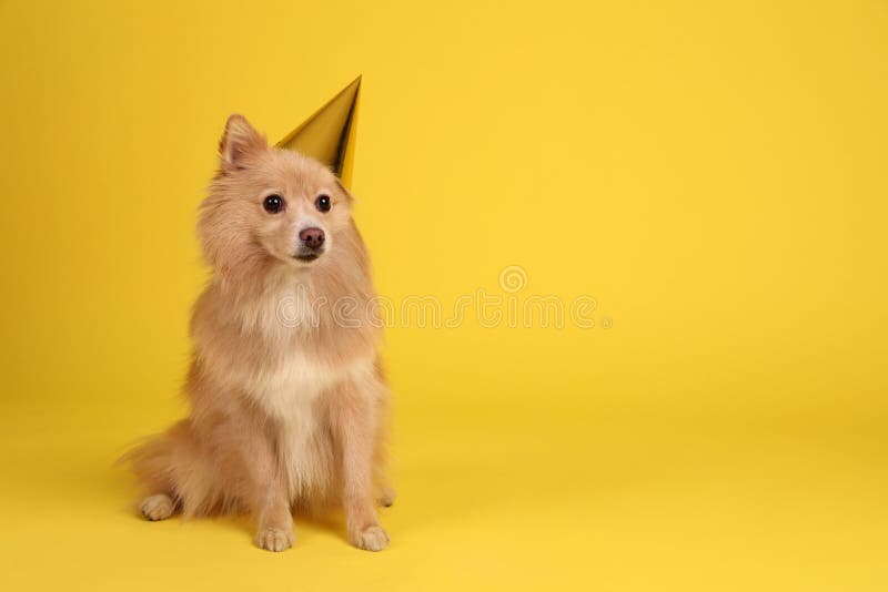 6 1 Carte D Anniversaire D Animaux Photos Libres De Droits Et Gratuites De Dreamstime Page 21 6 1 Carte D Anniversaire D Animaux Photos Libres De Droits Et Gratuites De Dreamstime Page 21