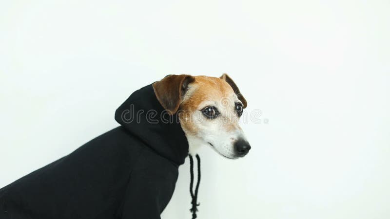 Chien mignon dans la vue hoody noire du côté profil Fond blanc Enregistrement vidéo clips vidéos