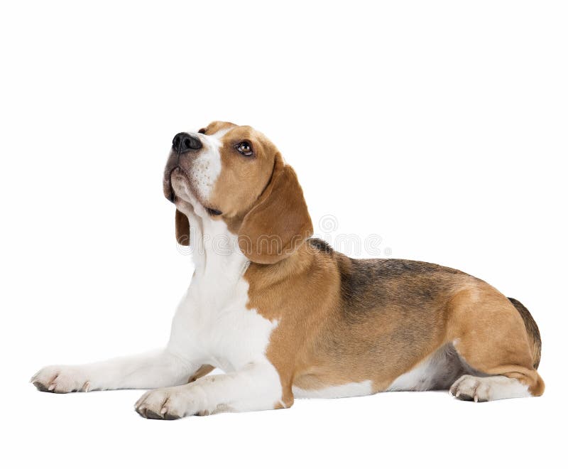 Chien mignon de briquet d'isolement images stock Chien mignon de briquet d'isolement images stock
