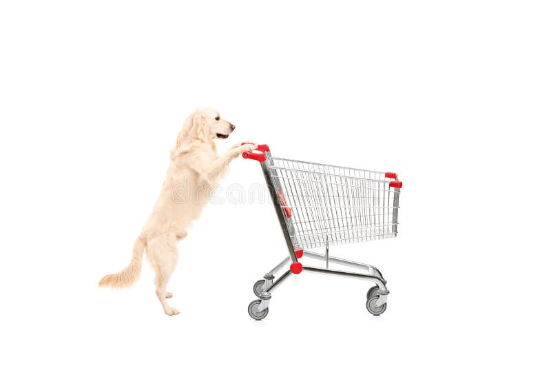 Chien mignon poussant un caddie vide photo stock