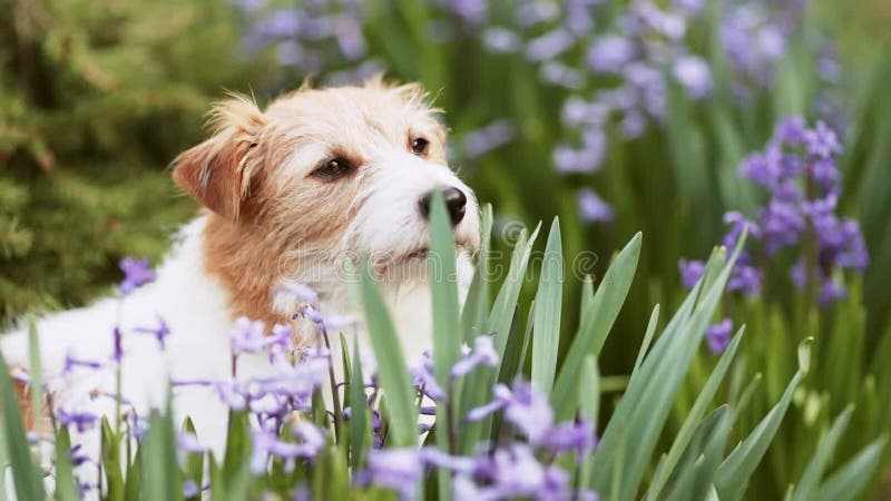 Chien mignon regardant à travers les fleurs dans le jardin au printemps