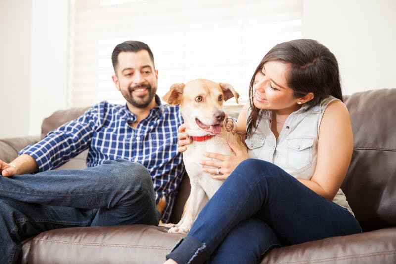 Chien mignon se reposant dans un divan à la maison photographie stock libre de droits