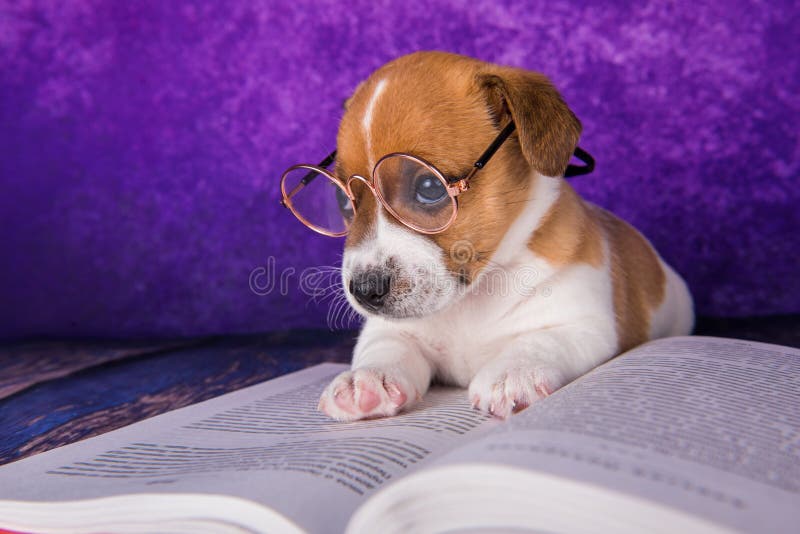 Chien mignon étudiant fatigué lire un livre pour enseigner des leçons s'endort. images libres de droits