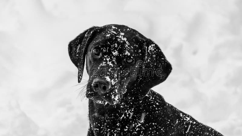 Chien noir de Labrador voulant jouer dans la neige photographie stock libre de droits Chien noir de Labrador voulant jouer dans la neige photographie stock libre de droits