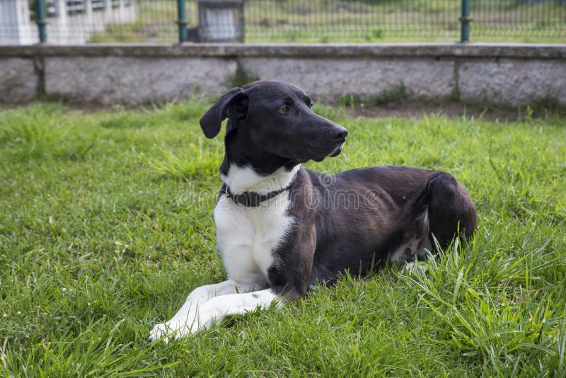 Chien Noir Et Blanc Chien De Chasse Couleurs Photo Stock