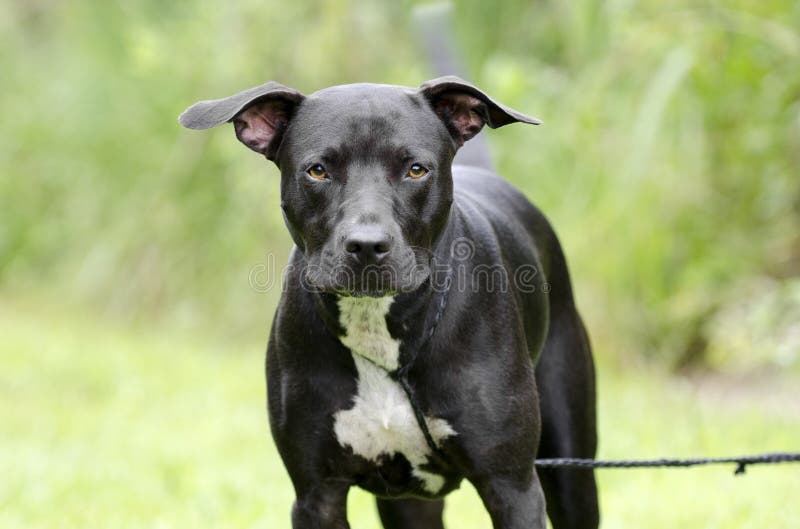 Chien Noir Et Blanc De Race Mélangé Par Pitbull Image Stock