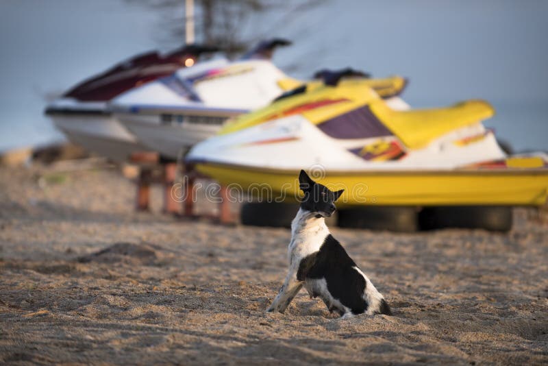 Chien noir et blanc sur la plage photographie stock libre de droits Chien noir et blanc sur la plage photographie stock libre de droits
