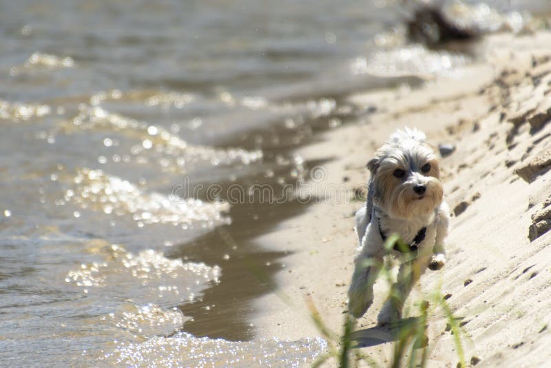 Chien noir, gris et blanc adorable et heureux de Biewer York fonctionnant sur la plage un jour ensoleillé lumineux photographie stock libre de droits Chien noir, gris et blanc adorable et heureux de Biewer York fonctionnant sur la plage un jour ensoleillé lumineux photographie stock libre de droits