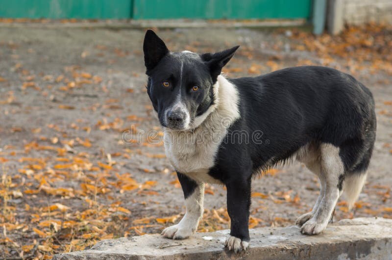 Chien noir, trapu, mélangé de race prêt à défendre son territoire image stock Chien noir, trapu, mélangé de race prêt à défendre son territoire image stock