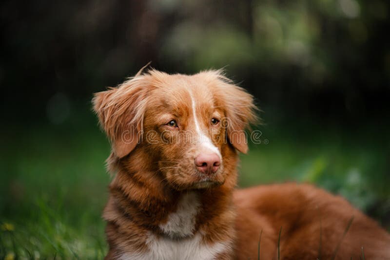 Download Chien Nova Scotia Duck Tolling Retriever Se Situant Dans Le Jardin Image stock - Image du domestique, nova: 76085715