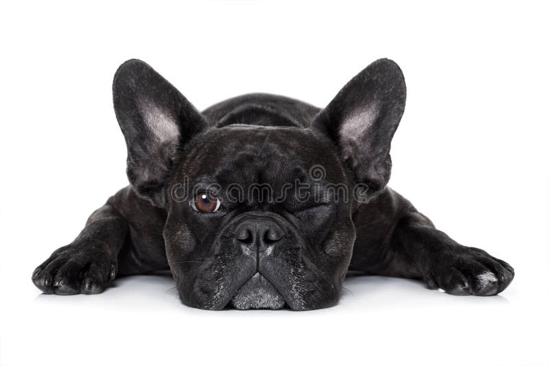 French bulldog dog exhausted or tired ,watching and staring at you like a control freak, isolated on white background. French bulldog dog exhausted or tired ,watching and staring at you like a control freak, isolated on white background