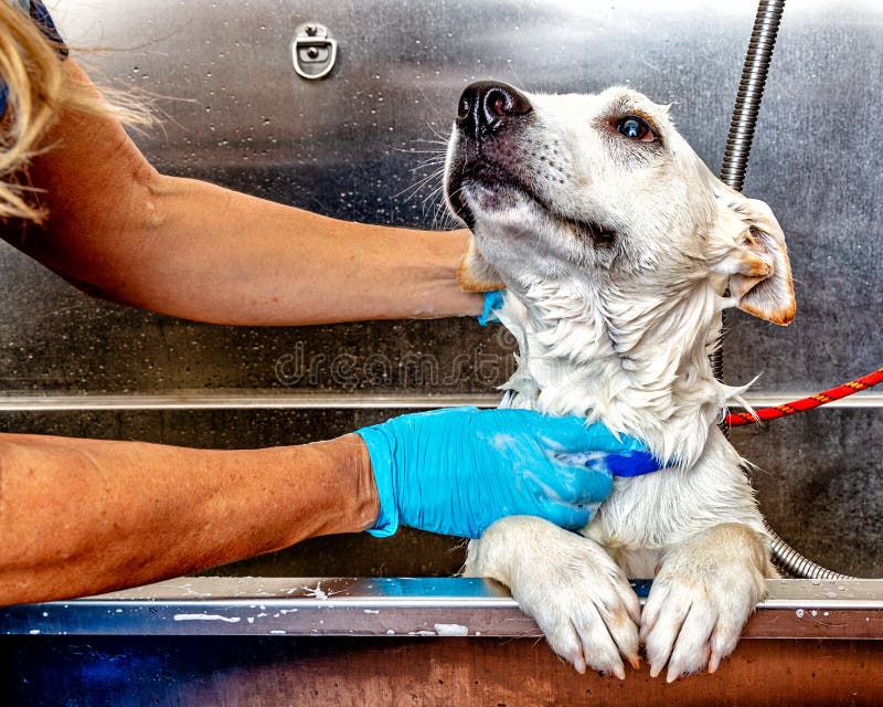 Chien obtenant Bath par le Groomer images libres de droits Chien obtenant Bath par le Groomer images libres de droits