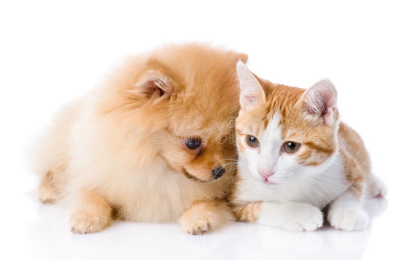 Chien orange de chat et de spitz ensemble image libre de droits Chien orange de chat et de spitz ensemble image libre de droits