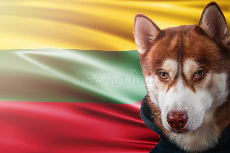Chien patriotique fièrement devant le drapeau de la Lettonie Chien de traîneau sibérien de portrait dans le pull molletonné dans image stock Chien patriotique fièrement devant le drapeau de la Lettonie Chien de traîneau sibérien de portrait dans le pull molletonné dans image stock