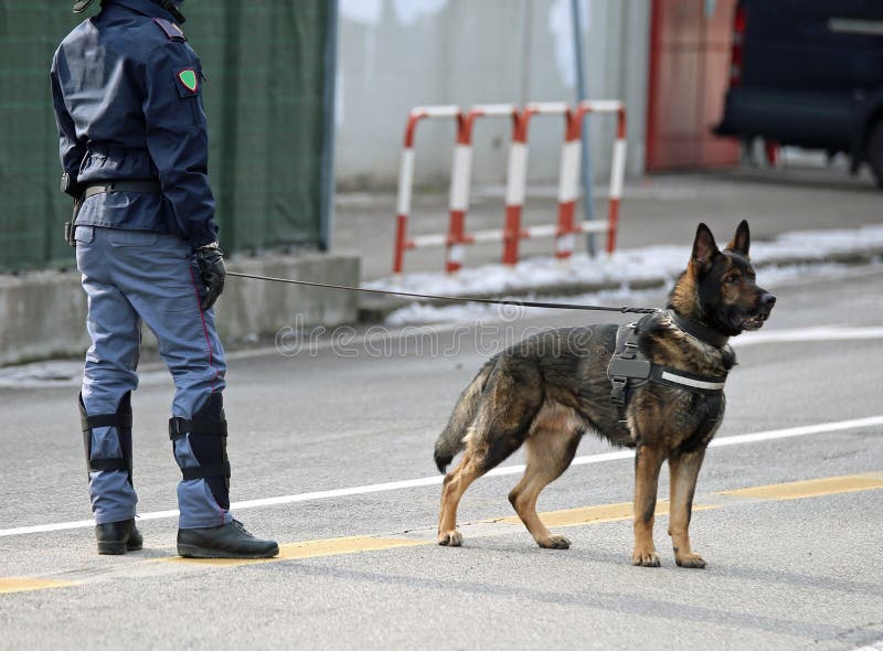 chien policier de la police italienne dans la ville photos libres de droits chien policier de la police italienne dans la ville photos libres de droits