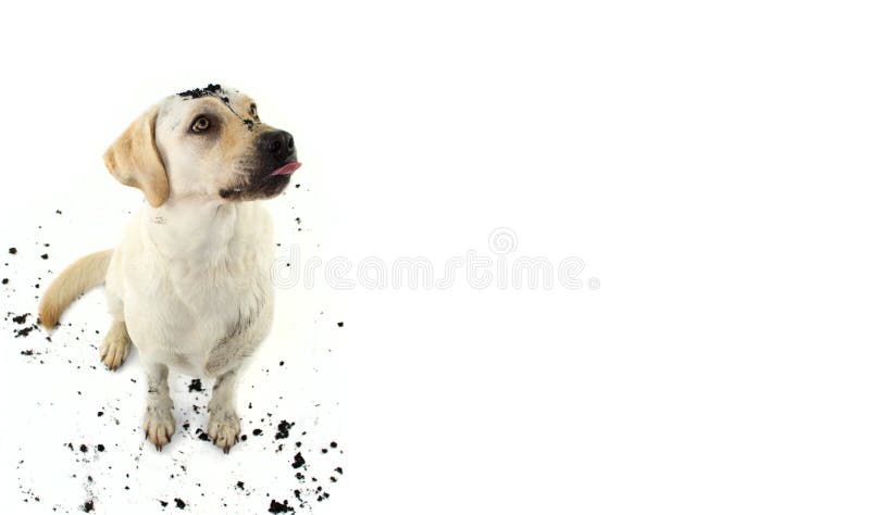 CHIEN SALE DRÔLE FAISANT UNE GRAISSE CHIOT DE LABRADOR APRÈS JEU DANS UN MAGMA DE MUD TIR D'ISOLEMENT DE STUDIO SUR LE FOND BLANC images stock CHIEN SALE DRÔLE FAISANT UNE GRAISSE CHIOT DE LABRADOR APRÈS JEU DANS UN MAGMA DE MUD TIR D'ISOLEMENT DE STUDIO SUR LE FOND BLANC images stock