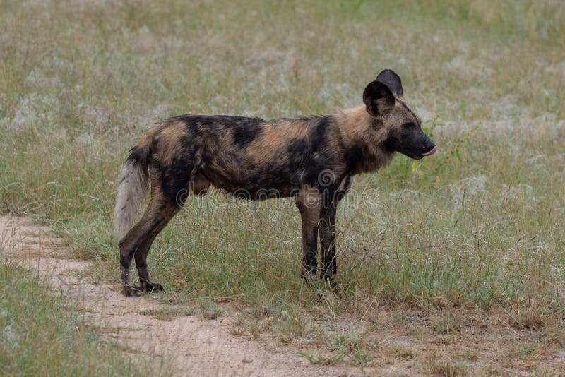 Chien Sauvage Africain Appartenant ? Un Paquet De Chiens Sauvages Africains Rares, Photographi