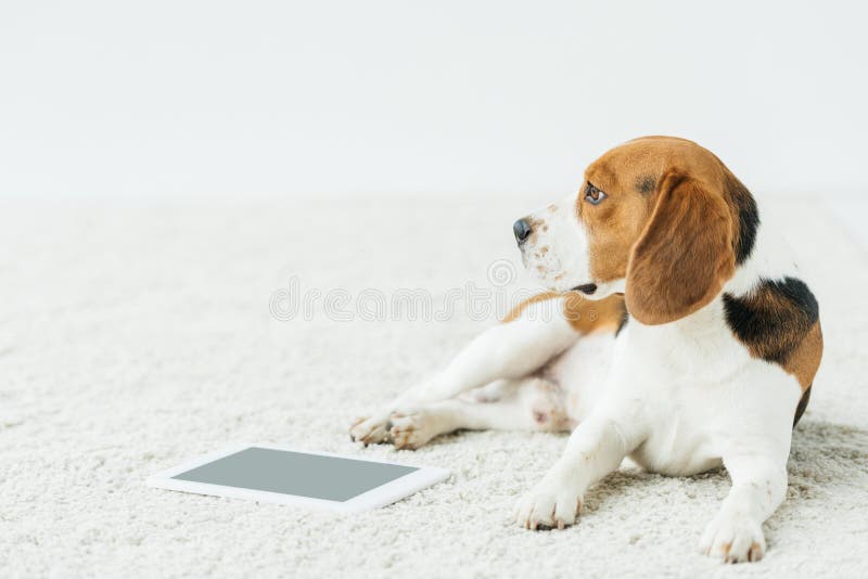 chien se trouvant sur le tapis avec le comprimé à la maison images libres de droits chien se trouvant sur le tapis avec le comprimé à la maison images libres de droits