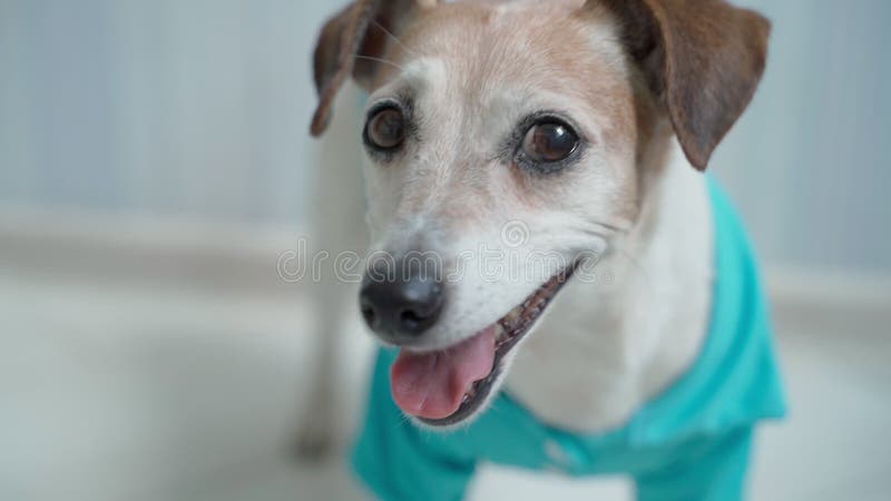 Chien souriant en regardant la caméra. clips vidéos