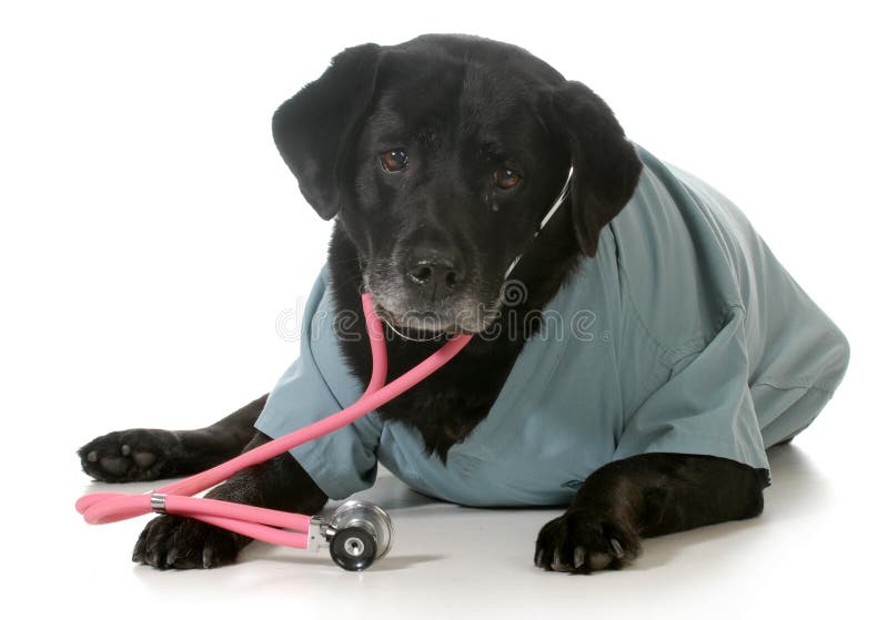 Chien supérieur photos stock Chien supérieur photos stock