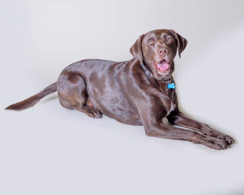 Download Chien Sur Le Fond Rentré Un Studio Photo stock - Image du innocence, homme: 77150528