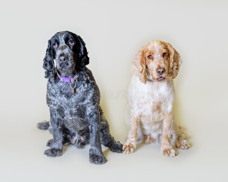 Download Chien Sur Le Fond Rentré Un Studio Photo stock - Image du espiègle, fidélité: 77153142