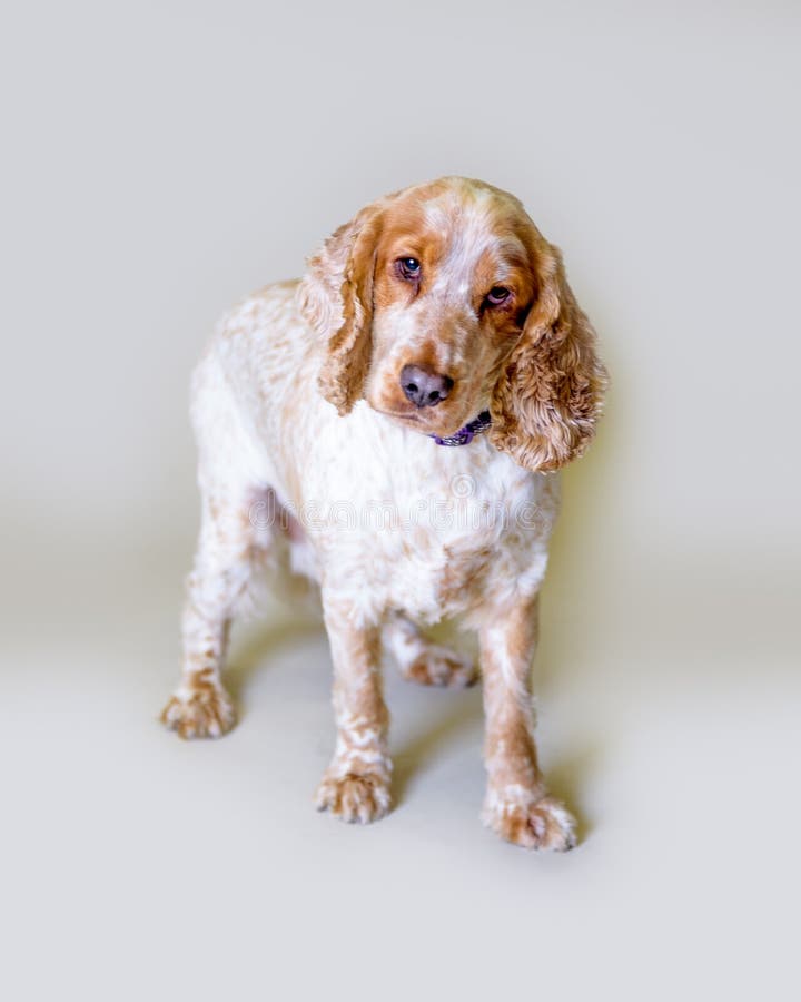 Download Chien Sur Le Fond Rentré Un Studio Photo stock - Image du regard, danger: 77154076