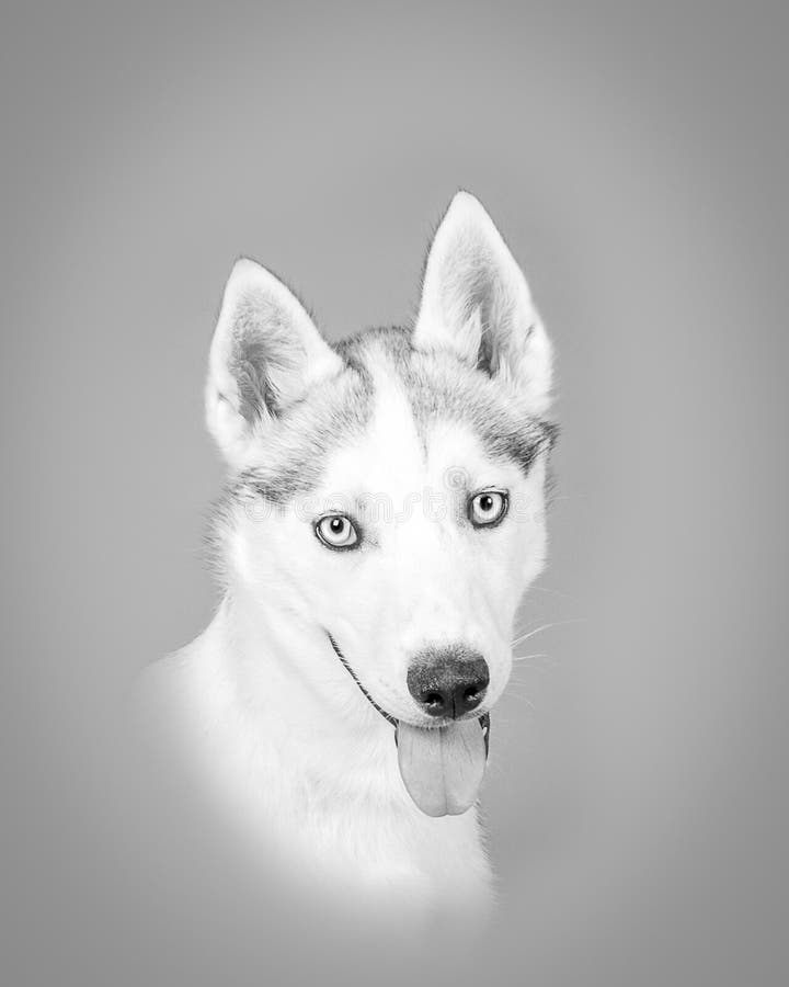 Download Chien Sur Le Fond Rentré Un Studio Photo stock - Image du butoir, animal: 77154300