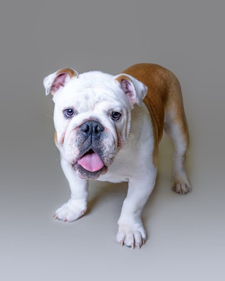 Download Chien Sur Le Fond Rentré Un Studio Image stock - Image du innocence, compagnie: 77154659