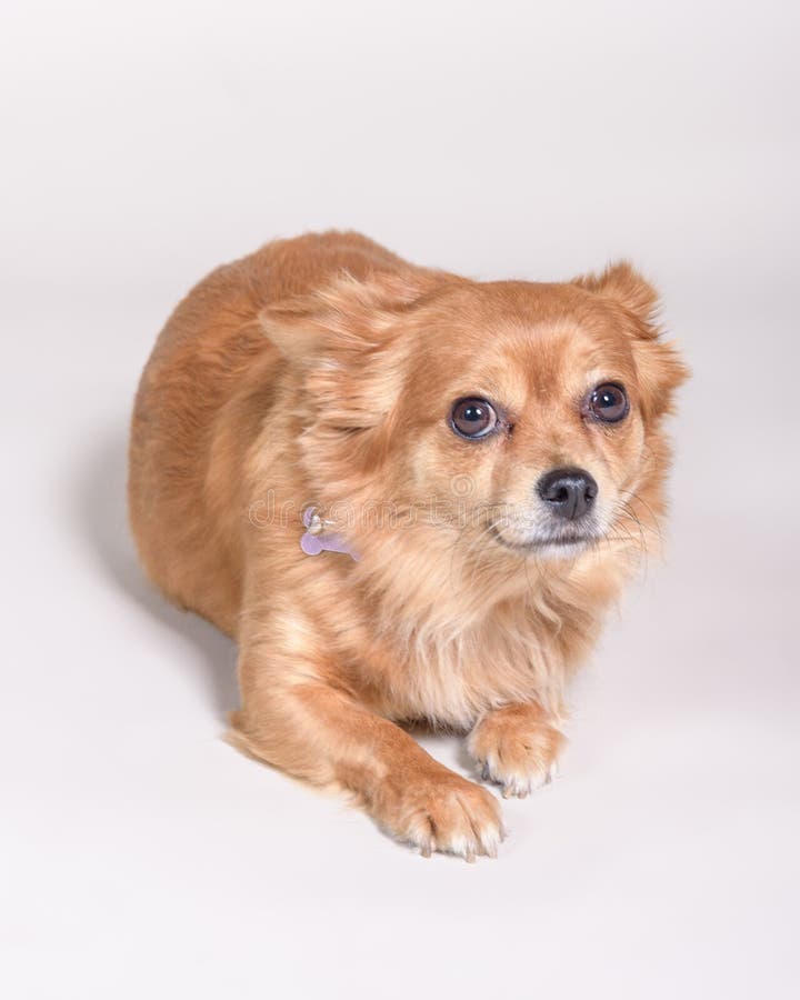 Download Chien Sur Le Fond Rentré Un Studio Photo stock - Image du visage, tueur: 77162044