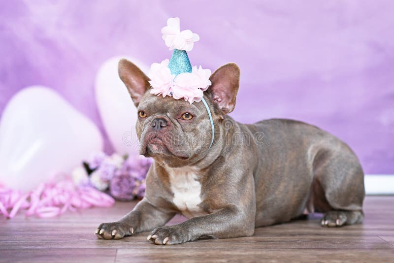 6 590 Carte D Anniversaire D Animaux Photos Libres De Droits Et Gratuites De Dreamstime Page 19