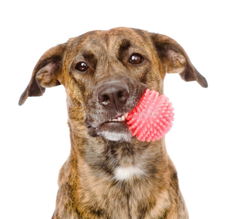 Chien tenant la boule rouge D'isolement sur le fond blanc image libre de droits Chien tenant la boule rouge D'isolement sur le fond blanc image libre de droits