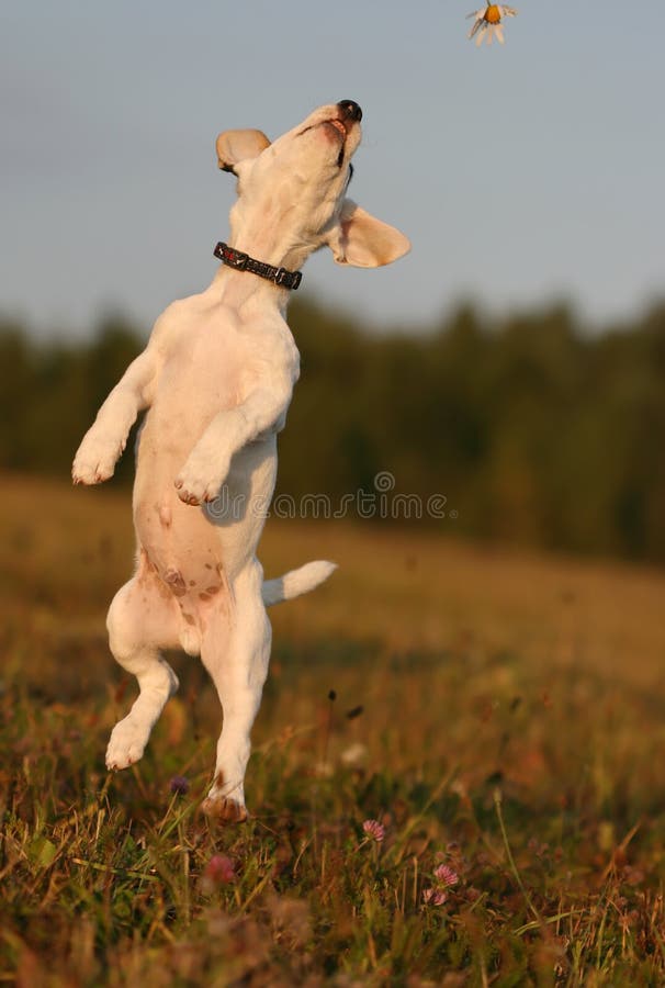 White Jack Russel Terrier jumping. White Jack Russel Terrier jumping