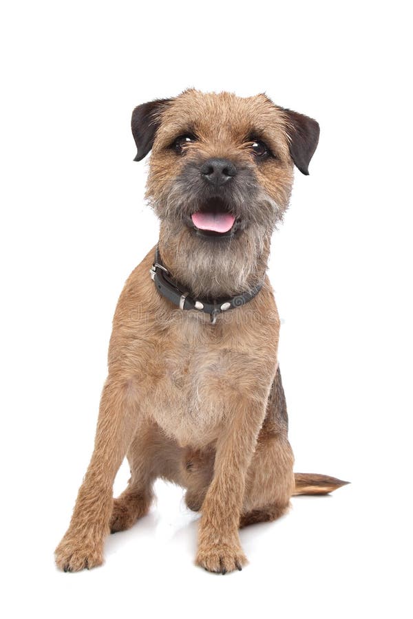 Chien terrier de cadre images stock Chien terrier de cadre images stock