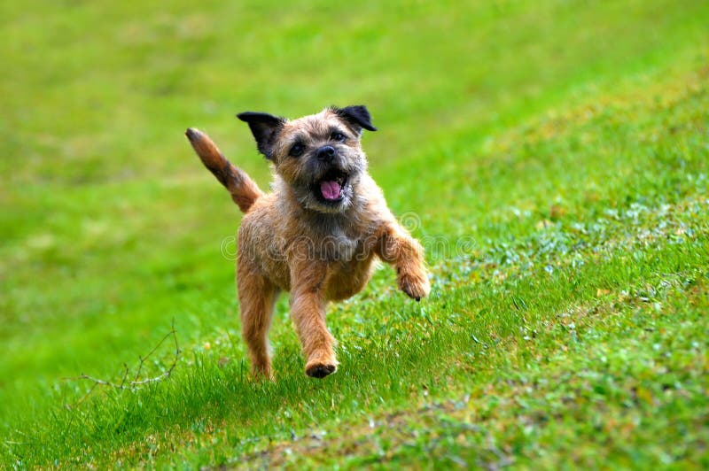 Chien terrier de cadre anglais photographie stock libre de droits Chien terrier de cadre anglais photographie stock libre de droits