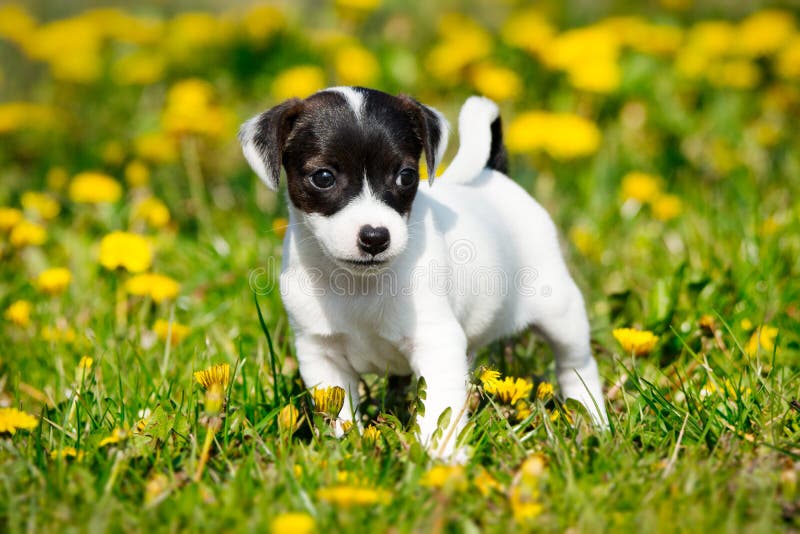 Chien terrier de Jack Russell photo libre de droits Chien terrier de Jack Russell photo libre de droits