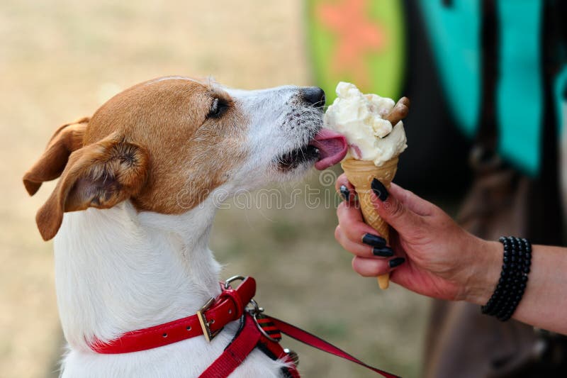 Chien terrier de Jack Russell de pasteur léchant la crême glacée de crabot photographie stock libre de droits Chien terrier de Jack Russell de pasteur léchant la crême glacée de crabot photographie stock libre de droits